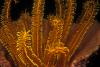 Golden Crinoid