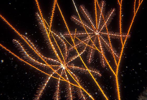 Crinoids