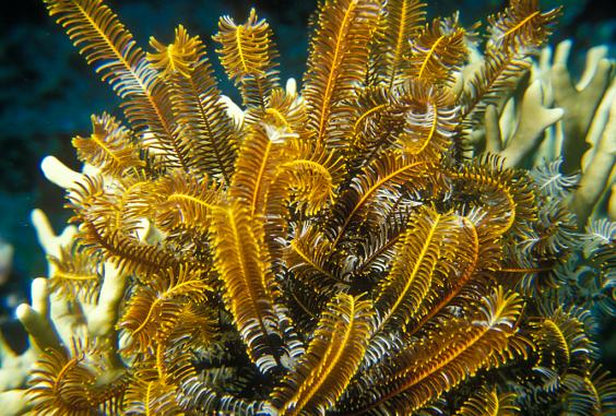 Feather Sea Star