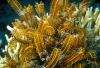 Feather Sea Star