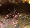 Banded Coral Shrimp