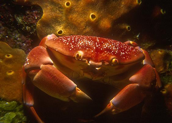 Coral Crab