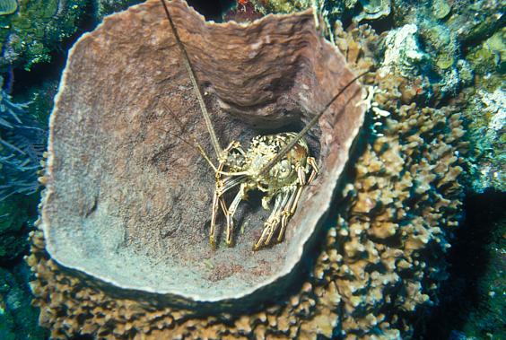 Spiny Lobster