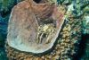 Spiny Lobster
