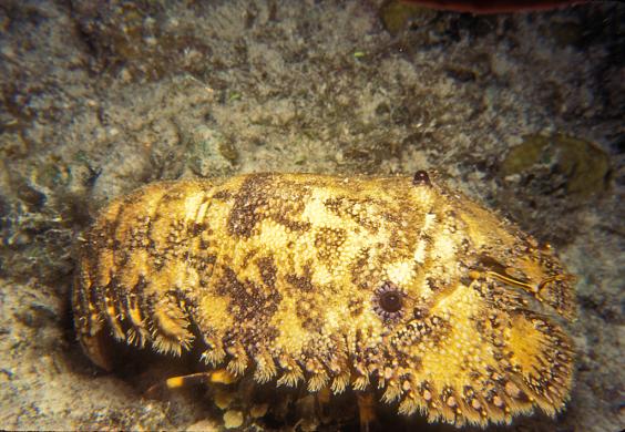 Slipper Lobster