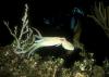 Caribbean Reef Octopus