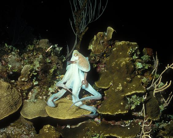 Caribbean Reef Octopus