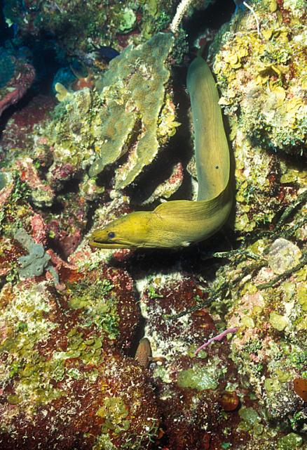 Green Moray Eel