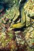 Green Moray Eel