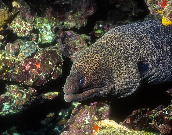 Red Sea Moray Eel