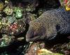 Red Sea Moray Eel