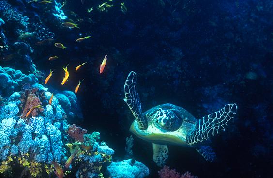 Sea Turtle
