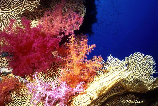 Gorgonian Soft Corals on Sea Fan Gorgonian Soft Corals on Sea Fan
