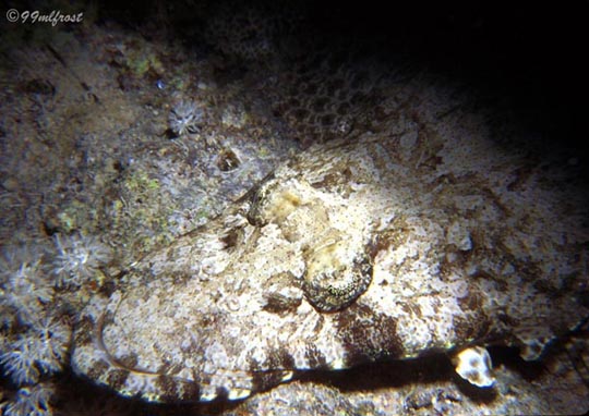 Crocodile fish (Cociella crocodila) Crocodile fish (Cociella crocodila)