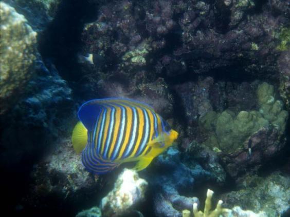 Emperor angel fish