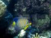 Emperor angel fish