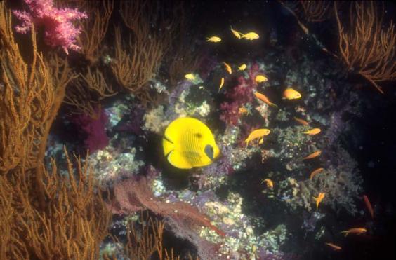 Masked butterflyfish