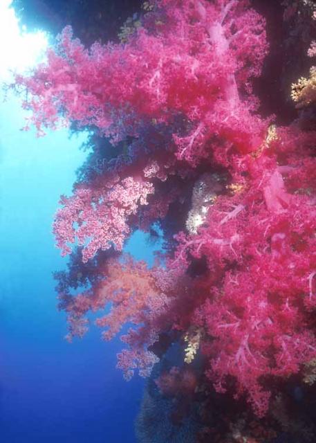 Red Sea wall