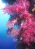 Red Sea wall