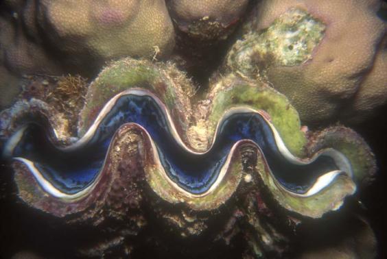 Giant clam