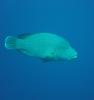 Napoleon Wrasse