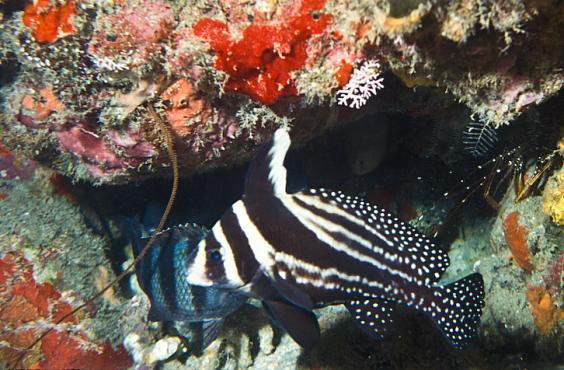 Spotted Drum