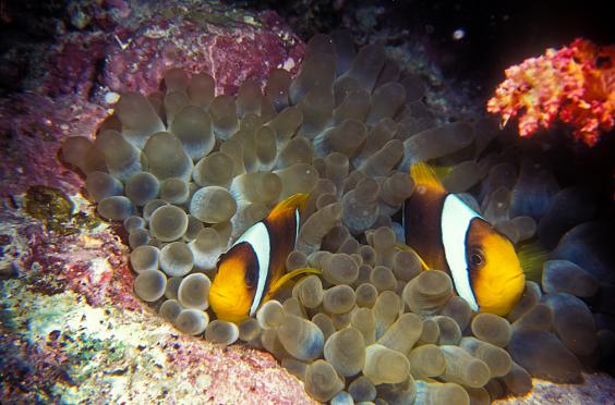 Two-Band Anemonefish