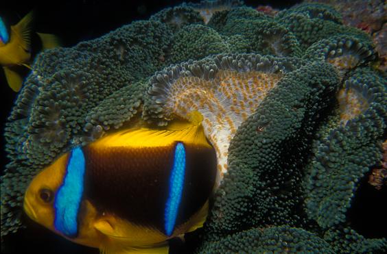 Two-Band Anemonefish
