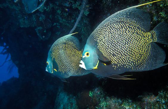 French Angelfish