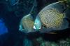 French Angelfish