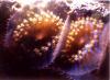 Corallimorpharia