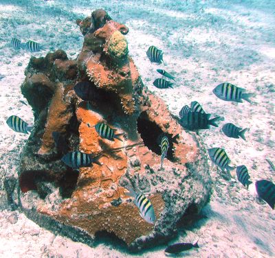 Sergant Majors on an Artificial Reef Sergant Majors on an Artificial Reef
