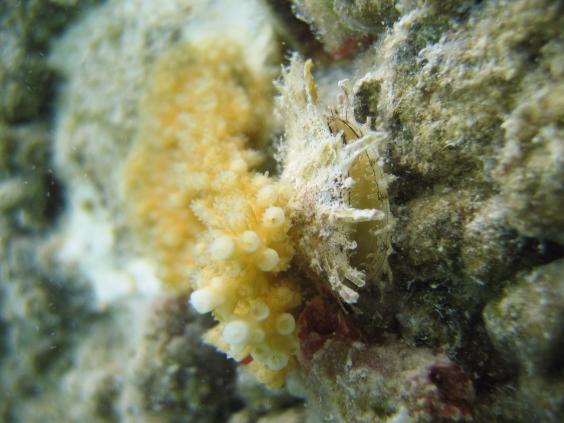 Propagated coral (3 months old) and naturally settled Reef Oyster in Antigua on a Reef Ball.