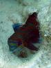 Mandarin Fish