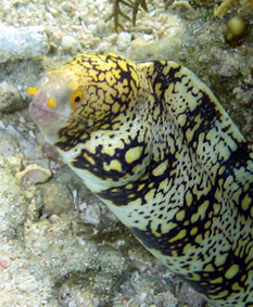 Snowflake Moray