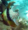 Pajama Cardinalfish