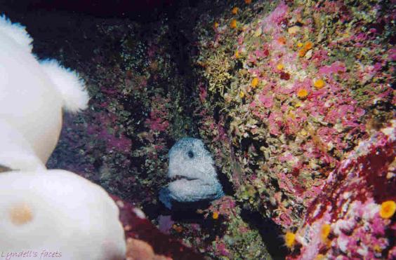 Wolf eel playing peek