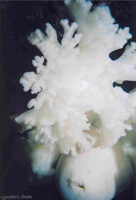 Giant White Cloud Anemone