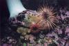 Red anemone and urchin