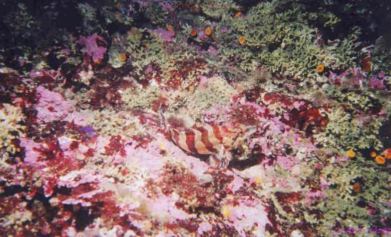 A painted greenling with cup corals and flourescent kelp