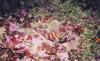 A painted greenling with cup corals and flourescent kelp