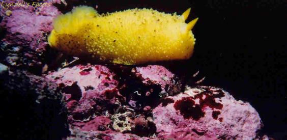 Orange peel nudibranch