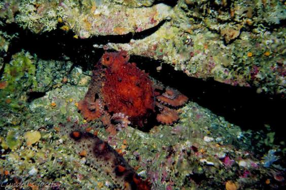 Female red octopus