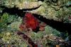 Female red octopus