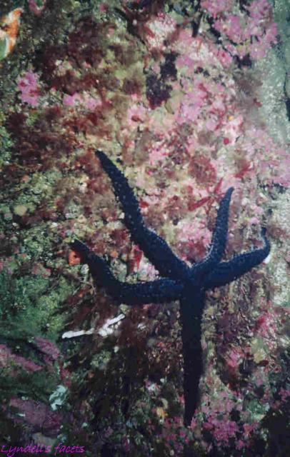 A black fish-eating star