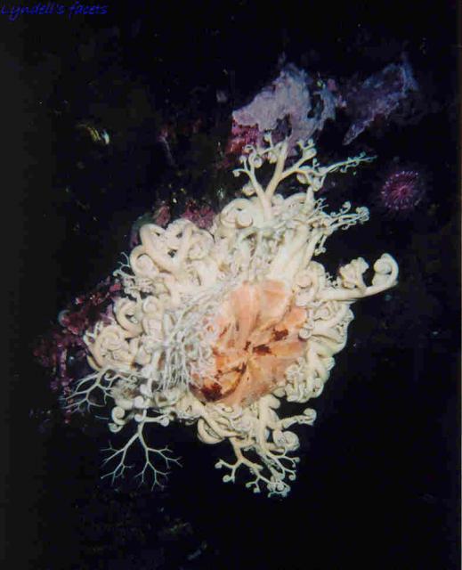 Basket star