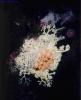 Basket star