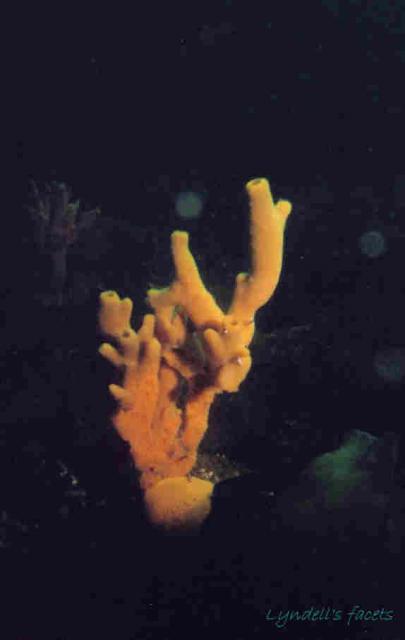 Finger Sponge