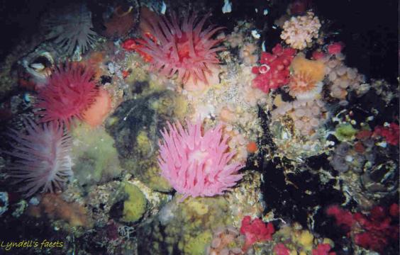 Anemones in many forms