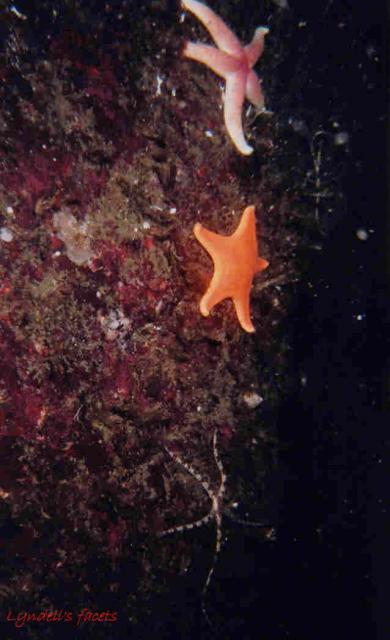 Sea stars lined up in a row